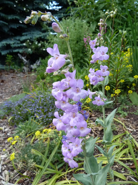 Penstemon secundiflorus 100 mg Seeds For Planting