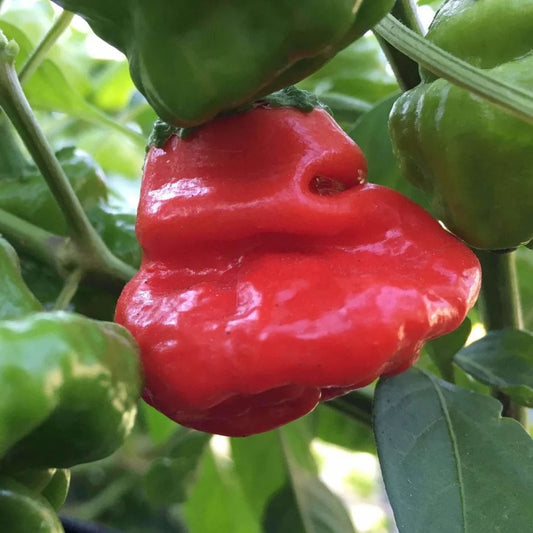 Scotch Bonnet Red Hot Pepper 30 Seeds For Planting