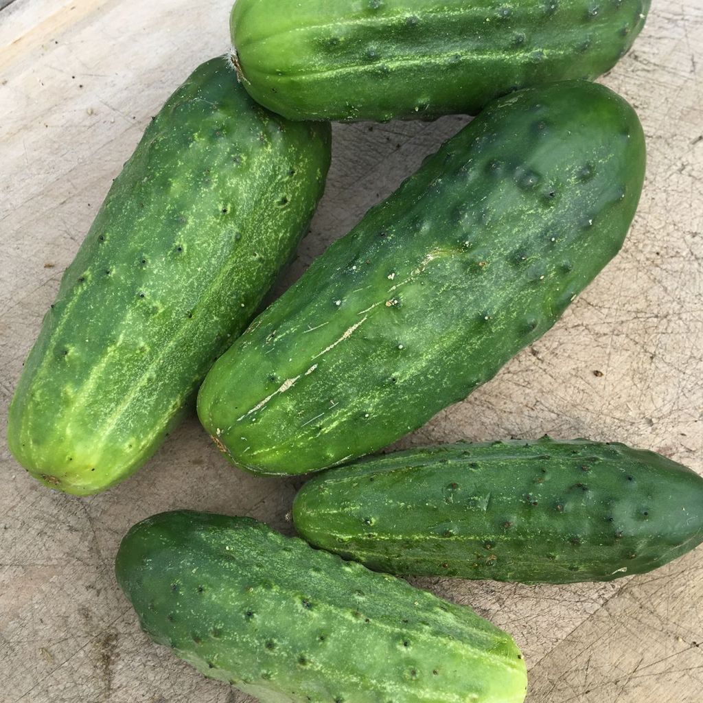 Cucumber National Pickling 35 Seeds For Planting