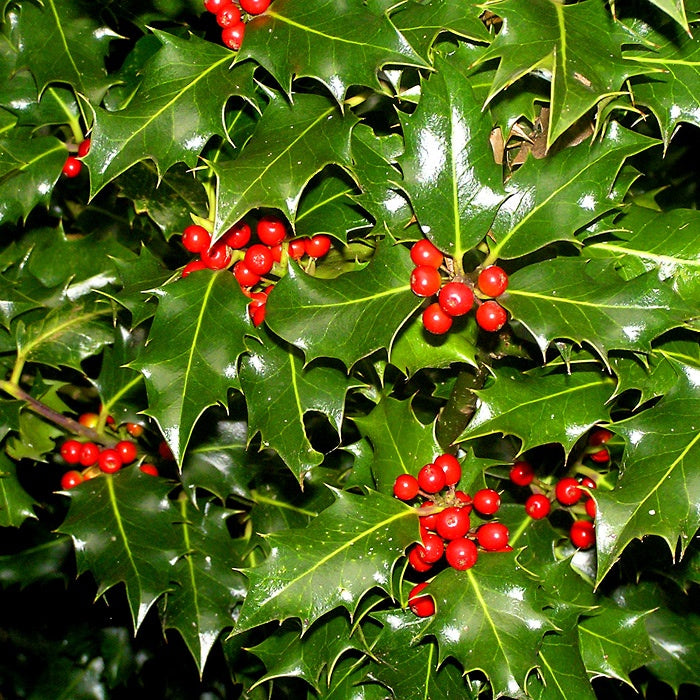 Ilex aquifolium 10 Seeds For Planting