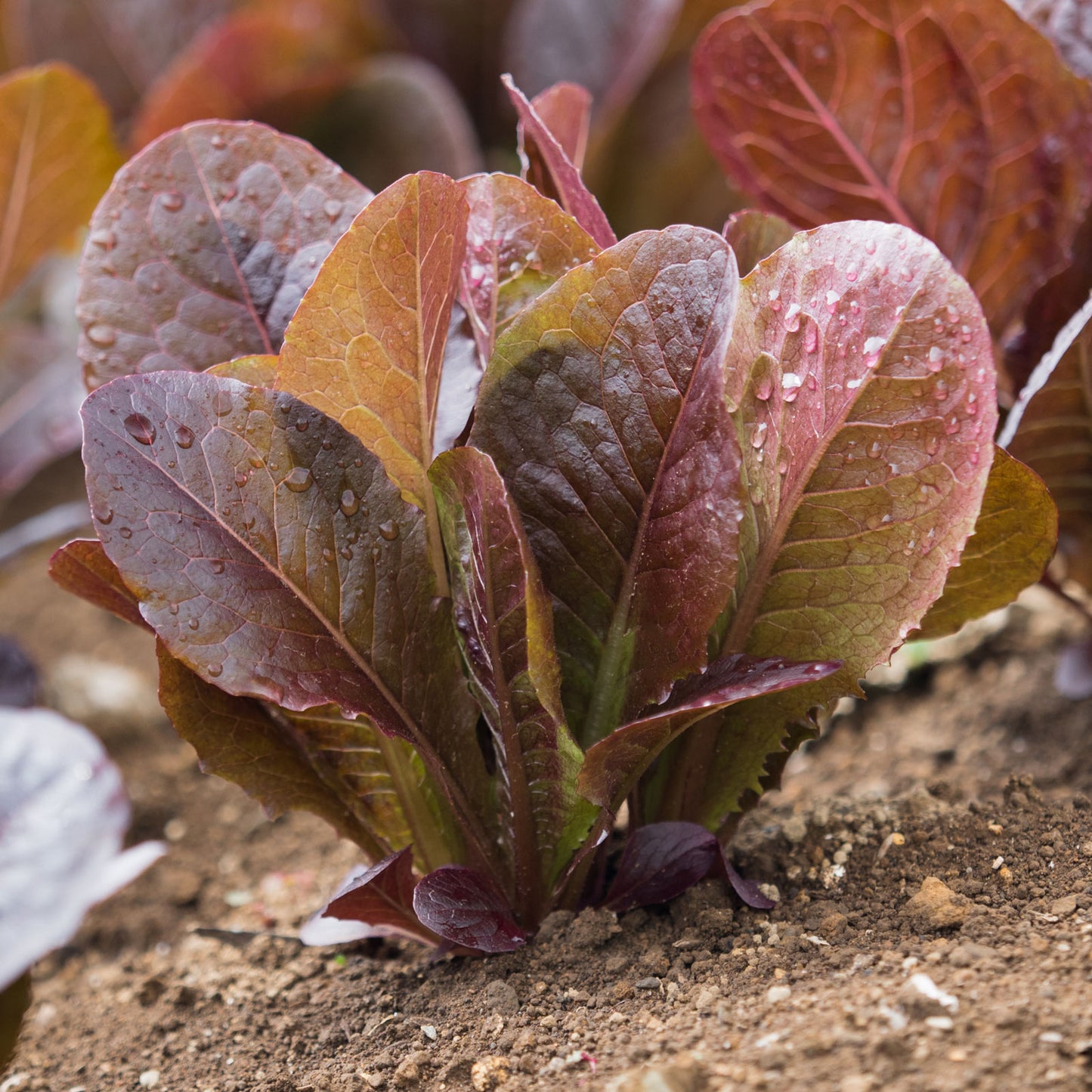 Red Romaine Lettuce 700 Seeds For Planting