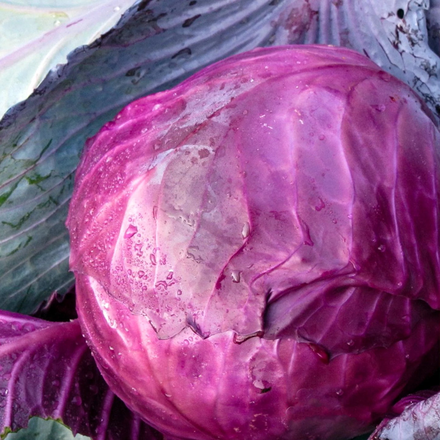 Cabbage Red Acre 250 Seeds For Planting