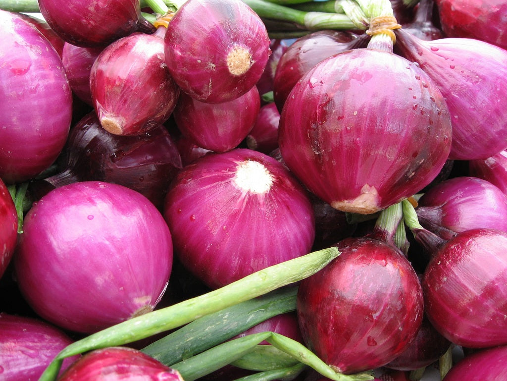 Onion - Red Grano 250mg Seeds For Planting