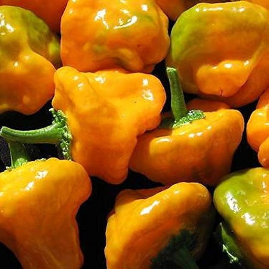 25 Jamaican Yellow Habanero Pepper Seeds - Non-GMO, Extra Spicy & Vibrant