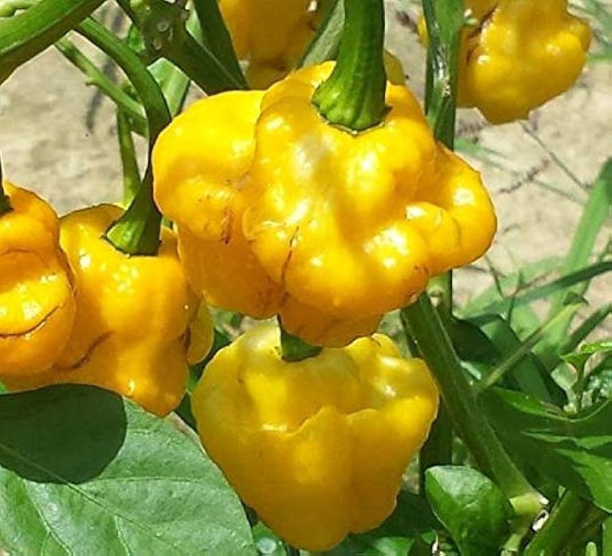 25 Jamaican Yellow Habanero Pepper Seeds - Non-GMO, Extra Spicy & Vibrant