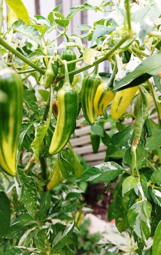 20 Fish Pepper Seeds - Non-GMO, Unique & Striped Spicy Peppers