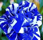 20 DRAGON STRIPED SWIRL ROSE FLOWER SEEDS "Blue-dying required"