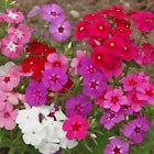 ONE Annual Phlox - Perennial Live Bare Root Garden Plant