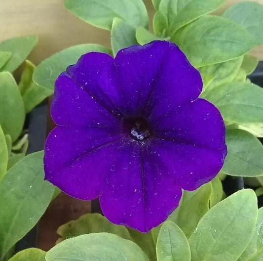 10 "Baby" Plants Petunia Easy Wave 'Blue' Live Annual Plants/Plugs