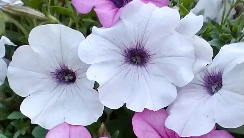 10 "Baby" Plants Petunia Easy Wave 'Silver' Live Annual Plants/Plugs