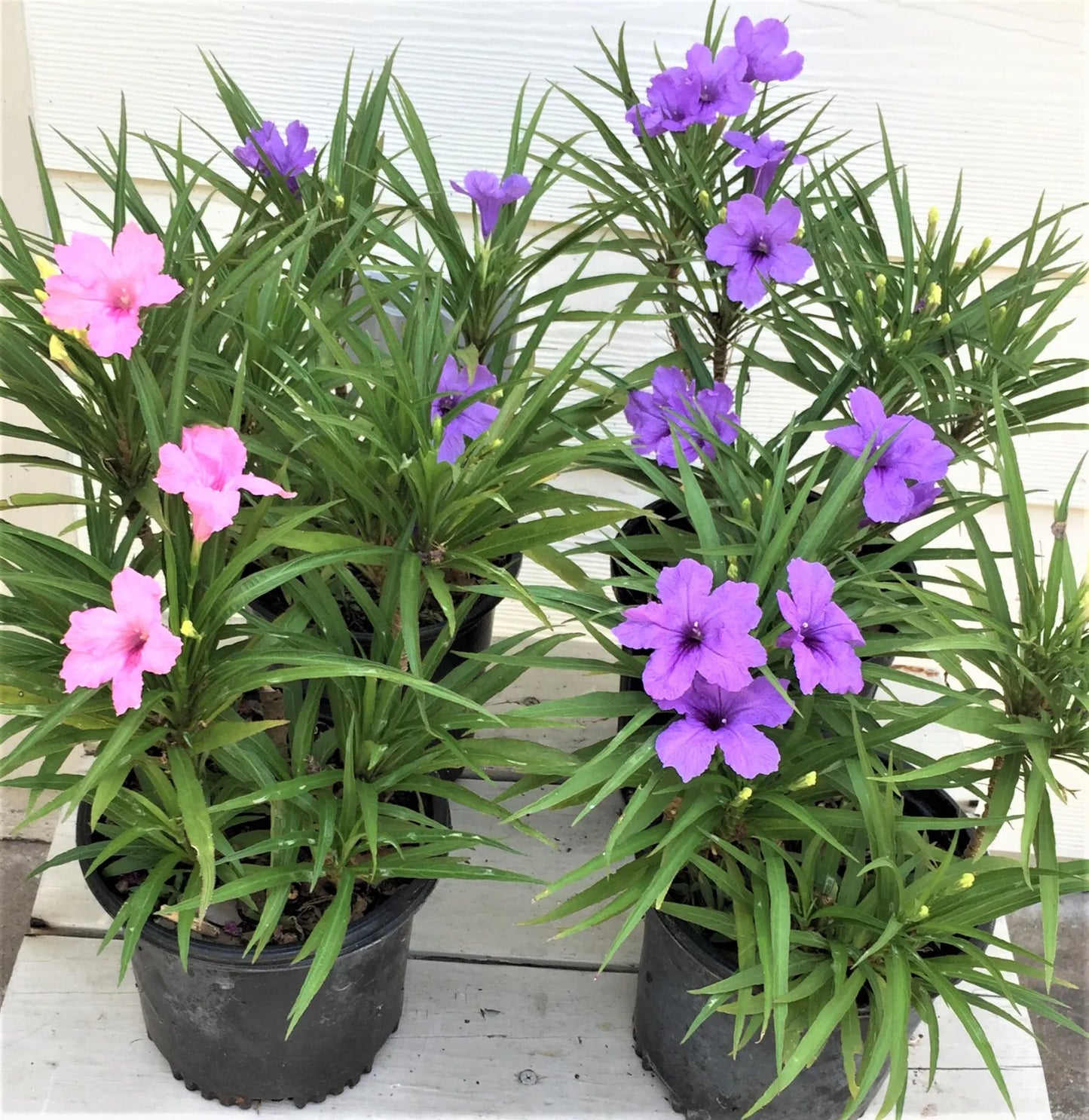 Ruellia 4 plants 3 blue 1 pink blooming now and ship with full roots +leaves lot