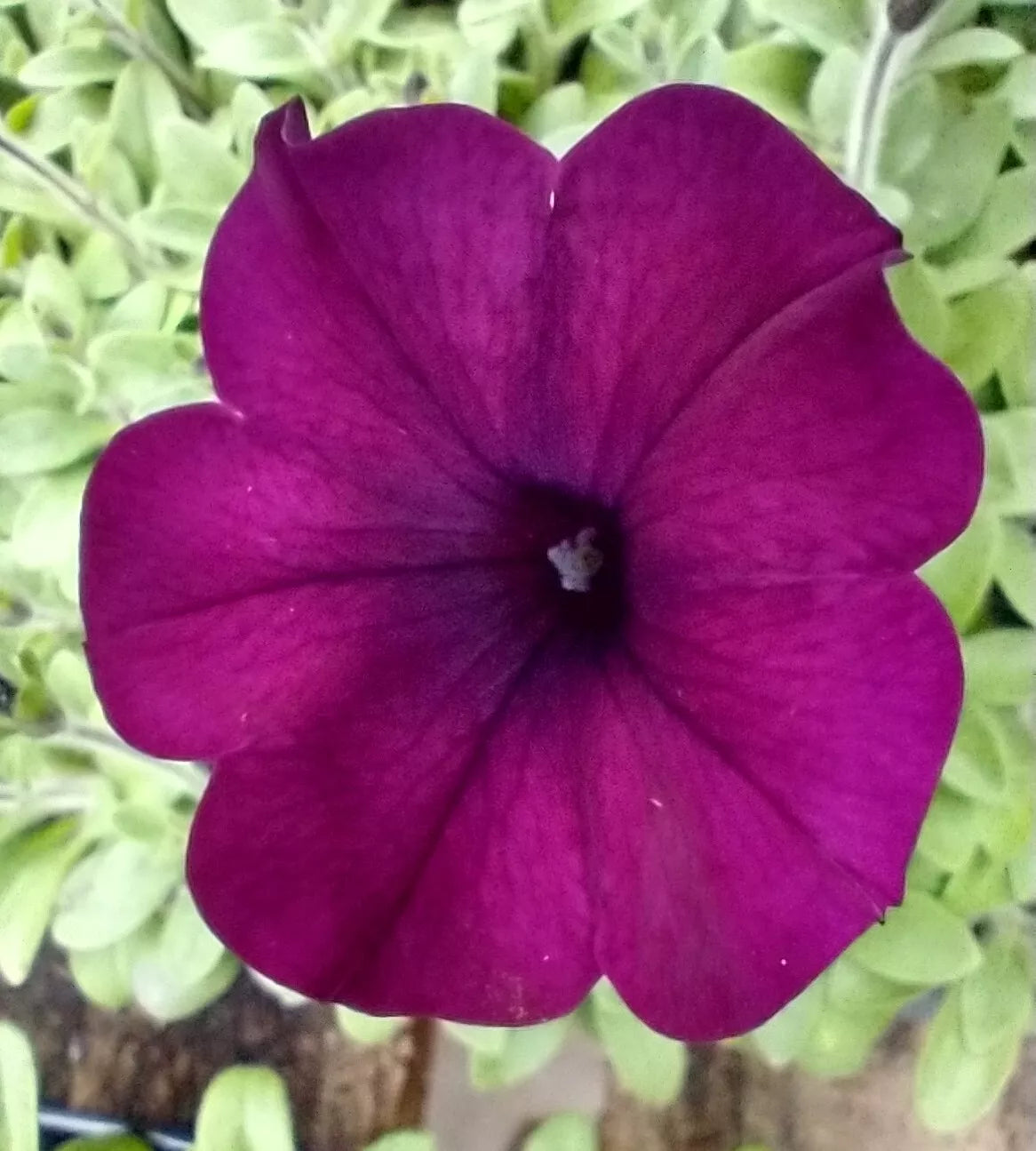 6 "Baby" Plants Petunia Easy Wave 'Burgundy Velour' Live Annual Plants/Plugs