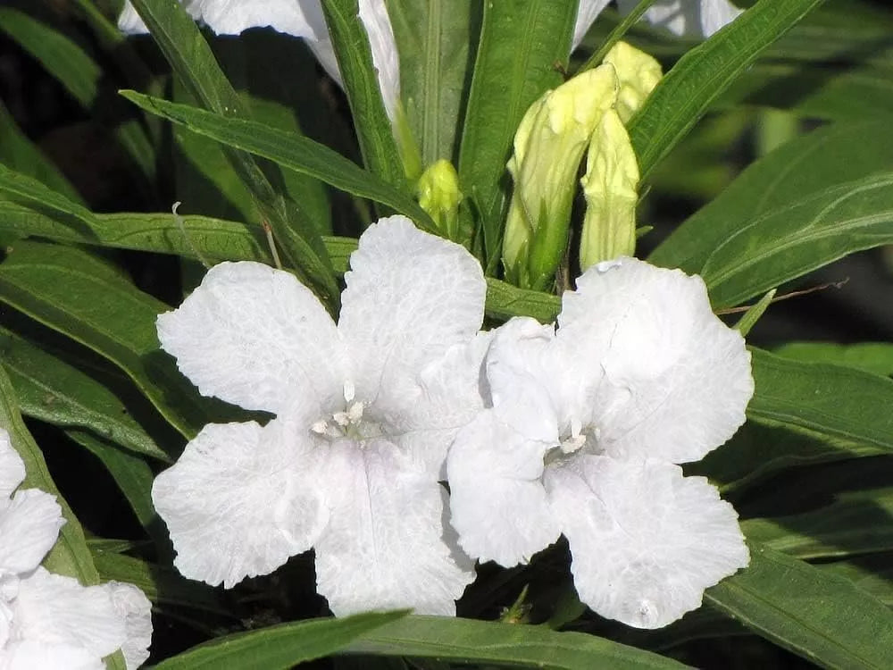 3 Live Plants Dwarf Mexican Petunia White Katie's Dwarf Ruellia Brittoniana