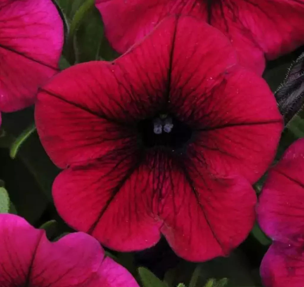 6 "baby" Plants Petunia Shock Wave Deep Purple Live Annual Plant/Plug