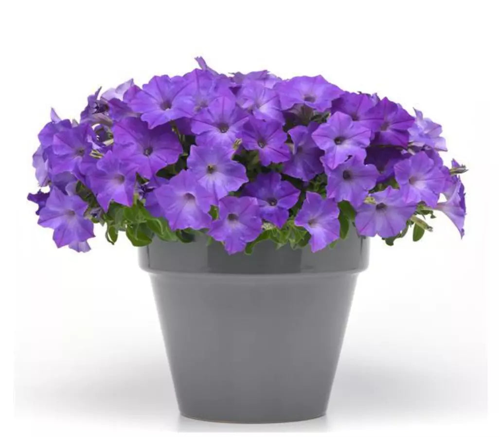 10 Plugs Petunia Dreams 'Sky Blue' Live Annual Plants