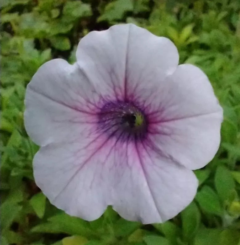 6 "baby" Plants Petunia Shock Wave Pink Vein Live Annual Plant/Plug