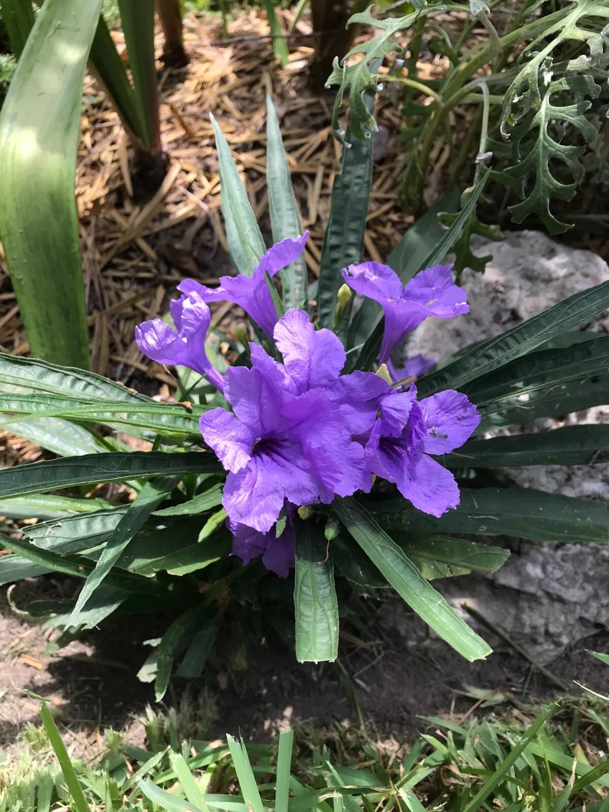 DWARF MEXICAN PETUNIA RUELLIA Simplex "Katie" PERENNIAL PLANTS Flowers 1 gallon