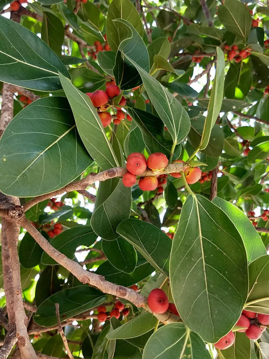 50+ Seeds Banyan Fig {Ficus benghalensis)