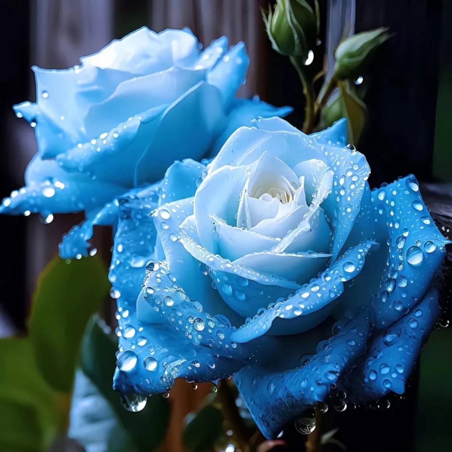 20 Seeds Broken Ice Blue Rose