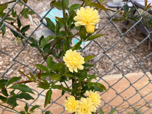 4 Lady Banks Climbing Rose Unrooted Cuttings Thornless