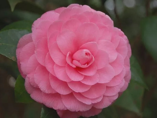 1 Live Plant Pink Perfection Camellia Japonica - Starter Plant 4L