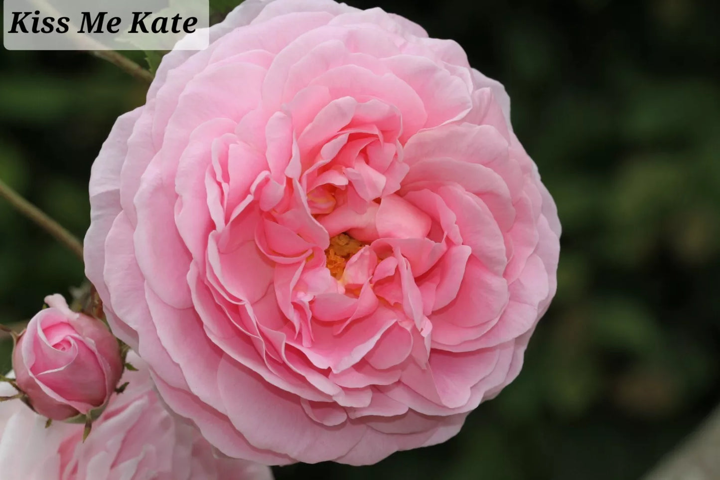 ONE Kiss Me Kate Climbing Rose 3-6" Live Plant