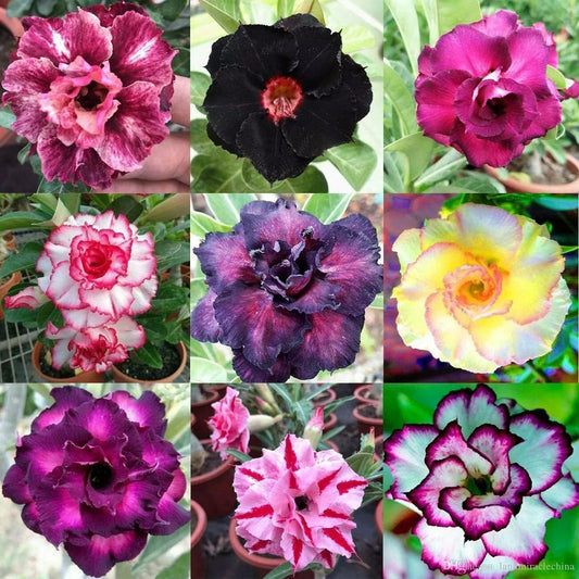 100 Mixed Color Desert Rose Seeds to Grow 100 Adenium Obesum Seeds