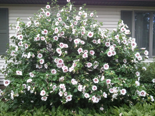 1pc Rose of Sharon Plant 1yo Fully Rooted Shrub 6" Tall Hibiscus Tree