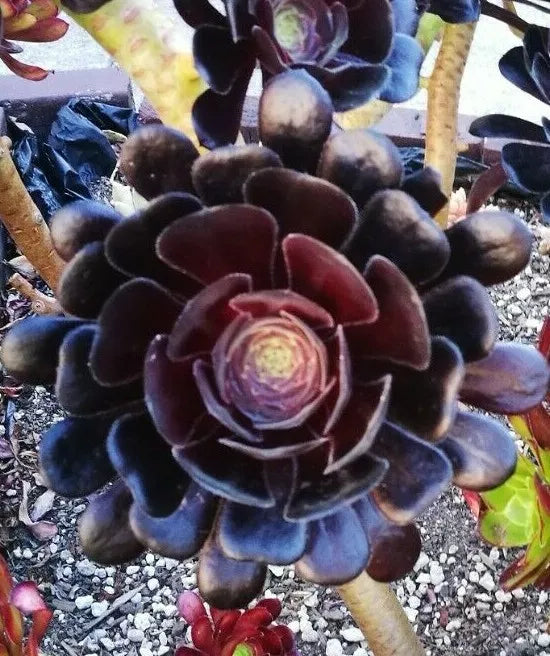 1 Leaf Cutting 6inches BLACK ROSE Deep Dark Purple Aeonium Arboreum Zwartkopf Succulent