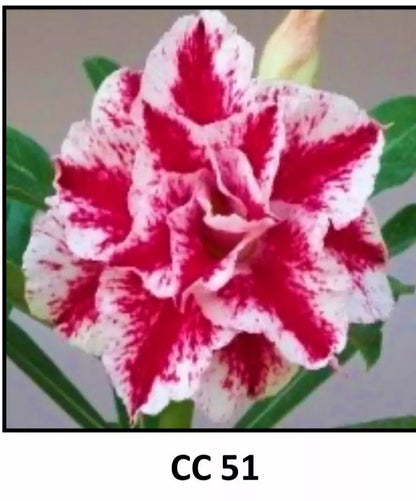 ONE Adenium Obesum Grafted Plant "CC-51" Desert Rose Plant