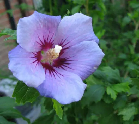 ONE Blue Bird Hibiscus (Althea) - Rose Of Sharon - Live Plant - (1 QT)