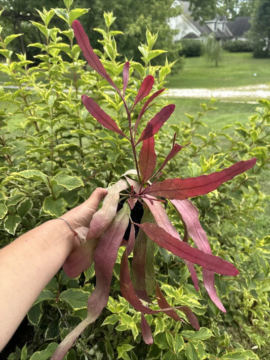 1PC Orchid Cactus Epiphyllum ‘red Oval’ (6-8 Inches Long) Full Plant