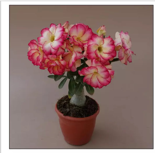 1PC Adenium Obesum Grafted Plant Desert Rose Plant