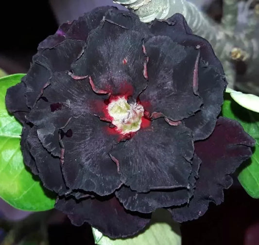 BLACK SWAN Adenium Obesum Grafted Desert Rose Plant