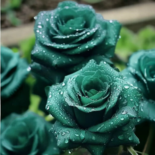 20pcs Scottish Green Rose Seeds - Non-GMO Heirloom