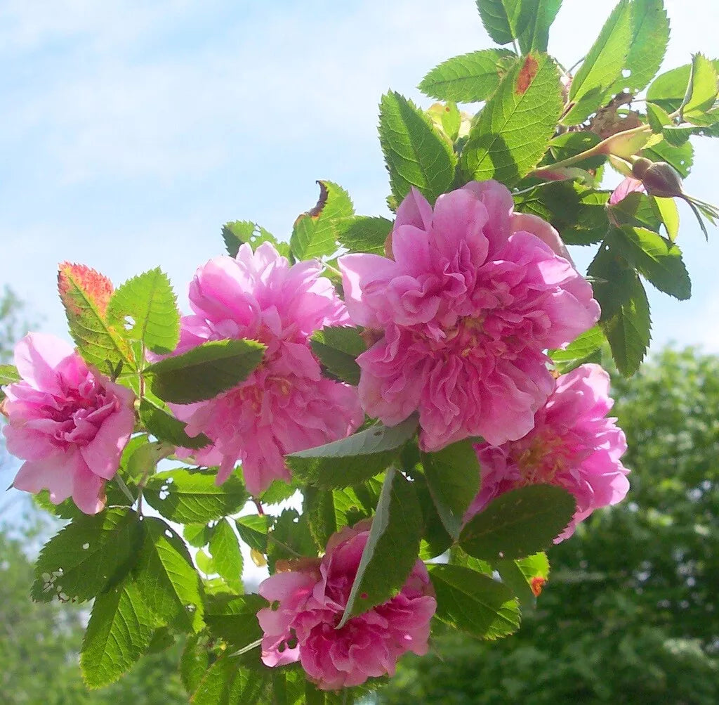 ONE Rosa Cinnamomea Plena Rose French Heirloom Garden Rose fragrant Plant