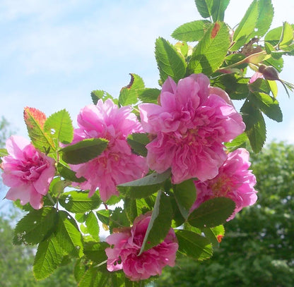 ONE Rosa Cinnamomea Plena Rose French Heirloom Garden Rose fragrant Plant