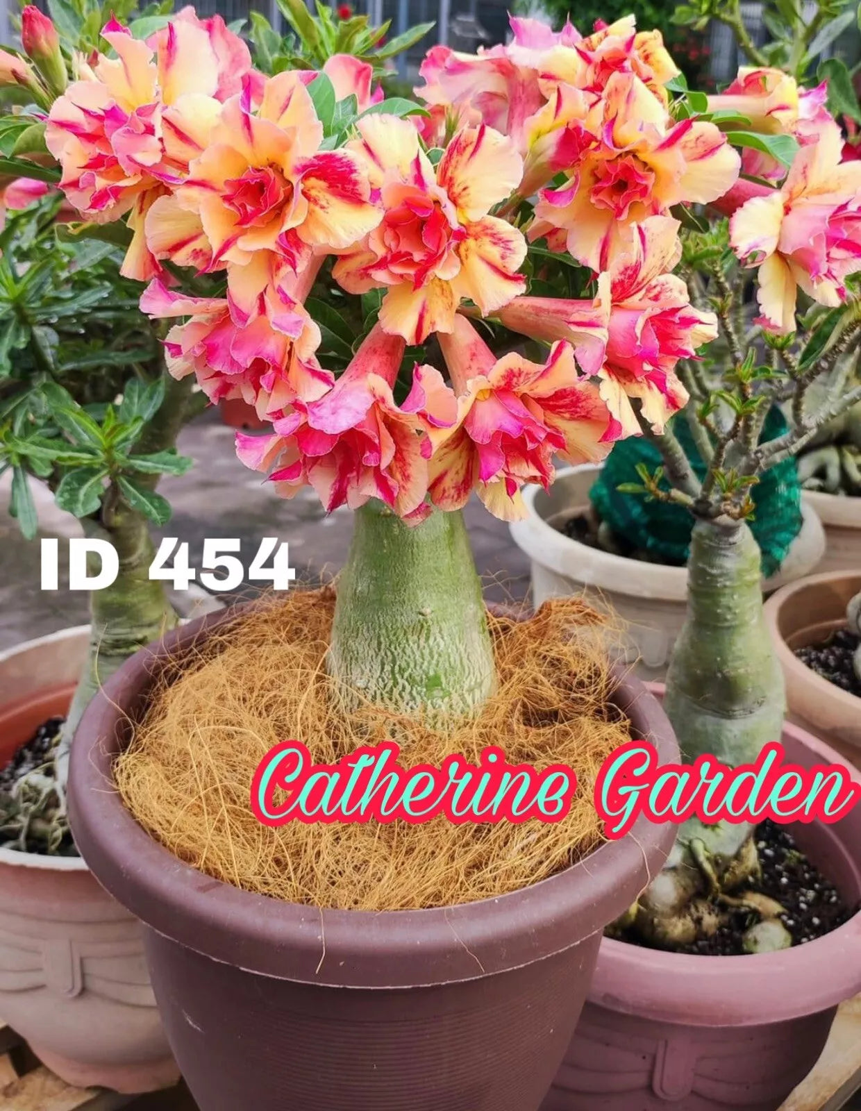 15 Desert Rose Seed- Yellow Red