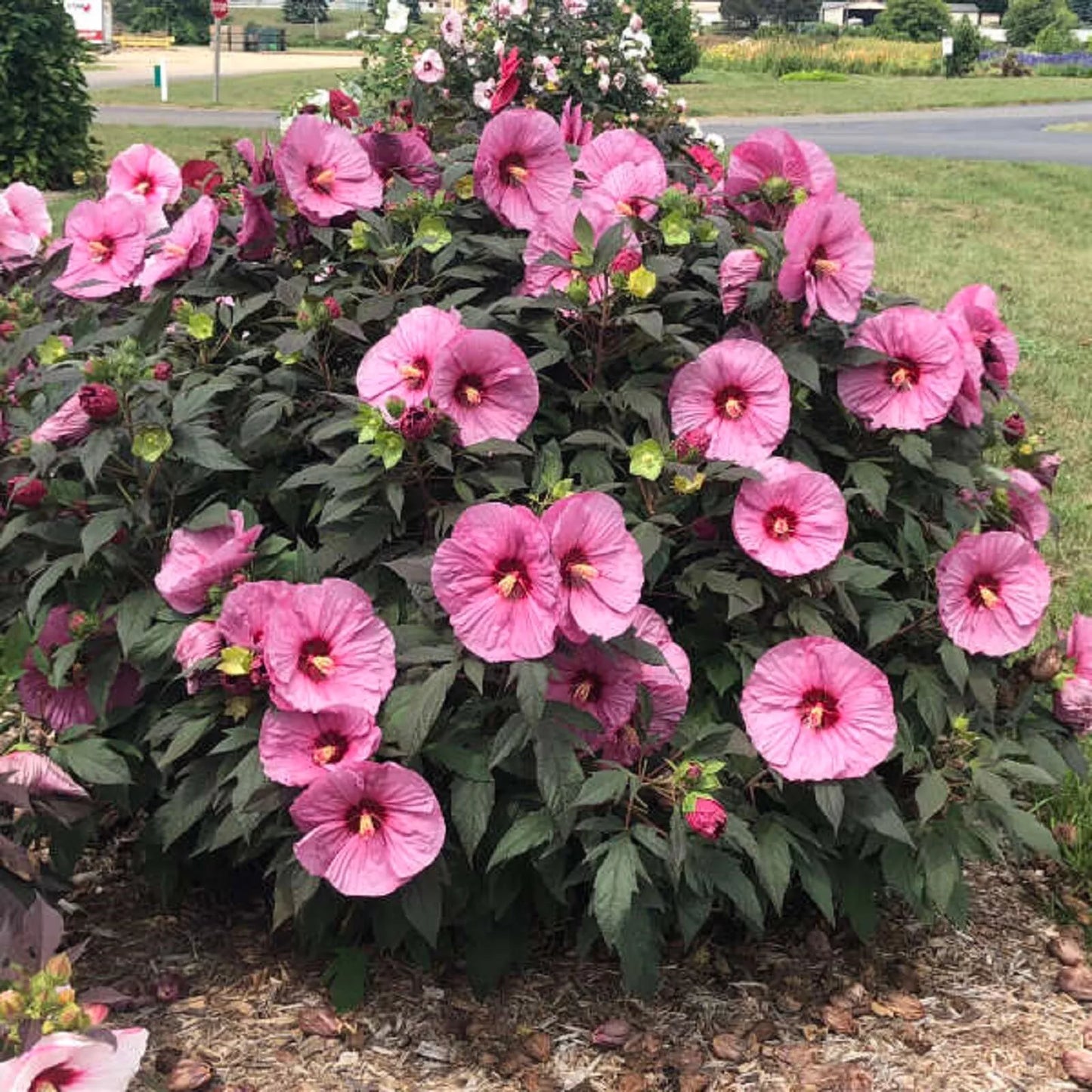 ONE HIBISCUS 'BERRY AWESOME' Hardy Hibiscus Starter Plant Approx 7-9 inch