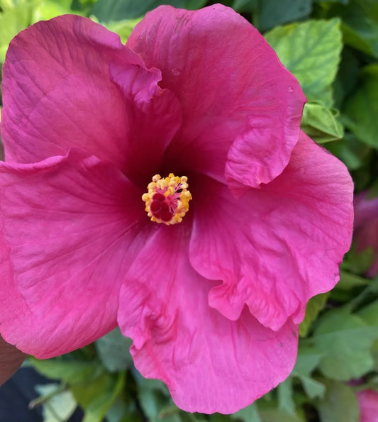 1PC EXOTIC FUCHSIA MAGENTA HIBISCUS STARTER LIVE PLANT 5 TO 7 INCHES TALL