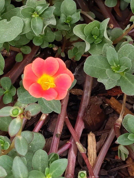 20 Unrooted Cuttings Coral Pink Purslane Easy to Grow