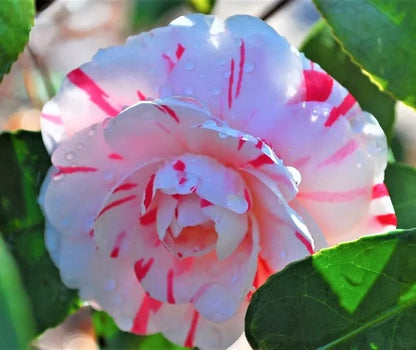 (1 live plant) LA Peppermint Camellia Japonica - Starter Plant (4L)