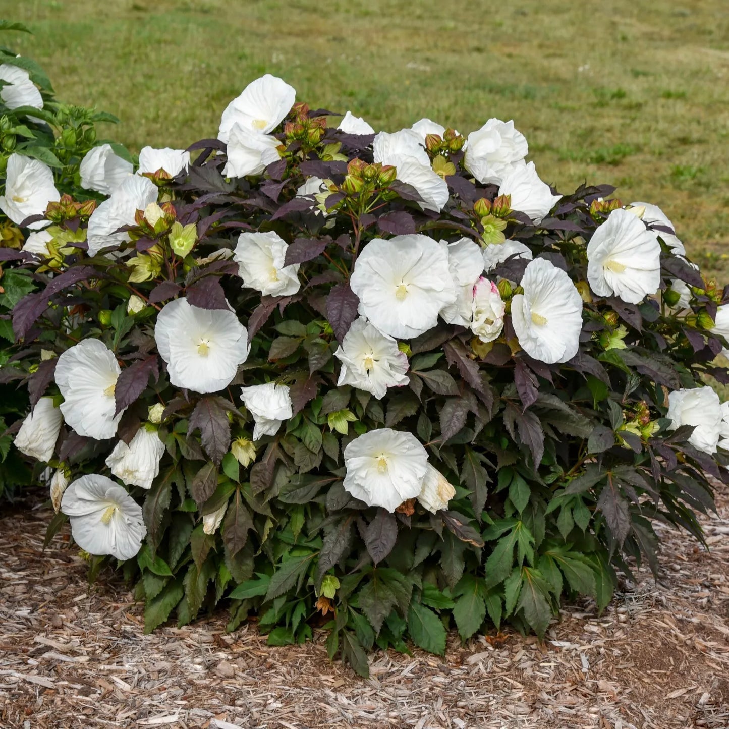 ONE Hibiscus 'Cookies and Cream' Proven Winners Rooted 5.25" Pot Perennial Hardy Sun