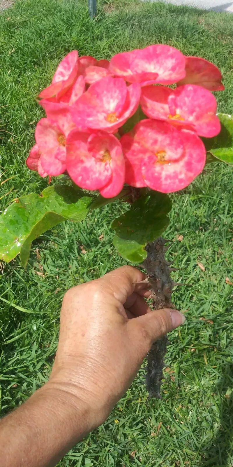 ONE Unrooted Cutting 10" Euphorbia Milii Corona de Cristo Crown of Thorns Thai Hybrid