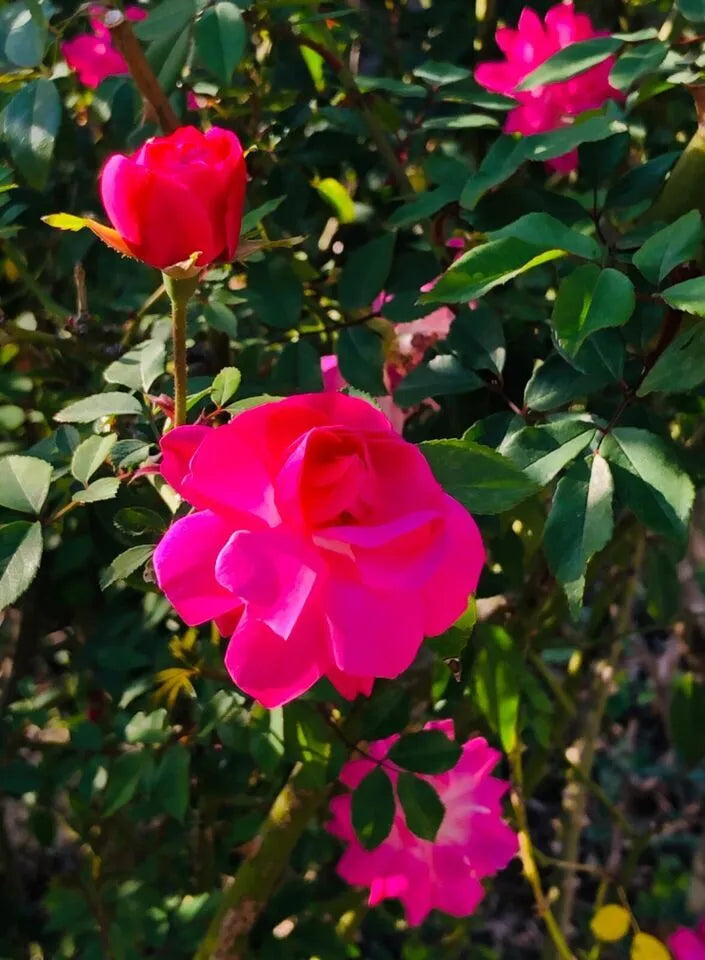 ORGANIC CLIMBING DON JUAN PINK Live Rose Bush Plants Fragrant Bloom Plant 18"