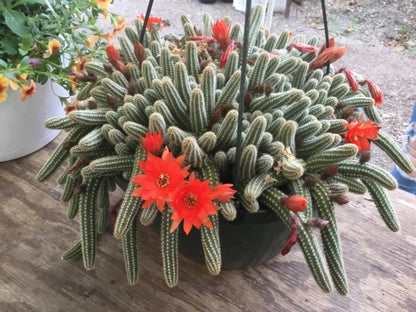 ONE Blooming Peanut Catus ECHINOPSIS CHAMAECEREUS ‘ROSE QUARTZ’ PLUG PEANUT CATUS