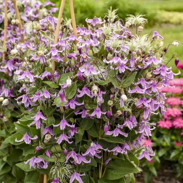 1 Gallon Container Stand by Me Pink Clematis