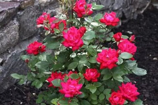 8+ Nice Red Rose Bush Unrooted Cuttings