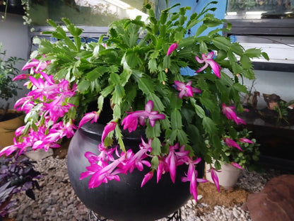 1 PINK Thanksgiving Cactus LIVE PLANT