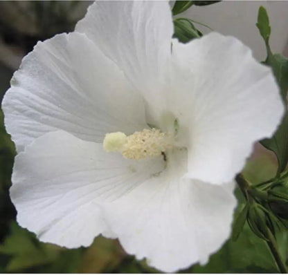 ONE White Hibiscus Rose of Sharon Live Plant 4-6 Inches Tall Fully Rooted